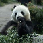 Chinese Panda Experts Visit the Copenhagen Zoo￼