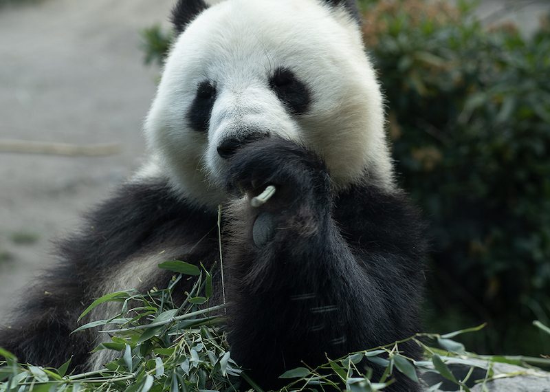 中国大熊猫专家到访哥本哈根动物园￼